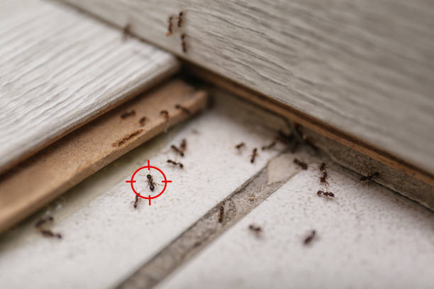 Best Mosquito Control Services  in Thompson, ND