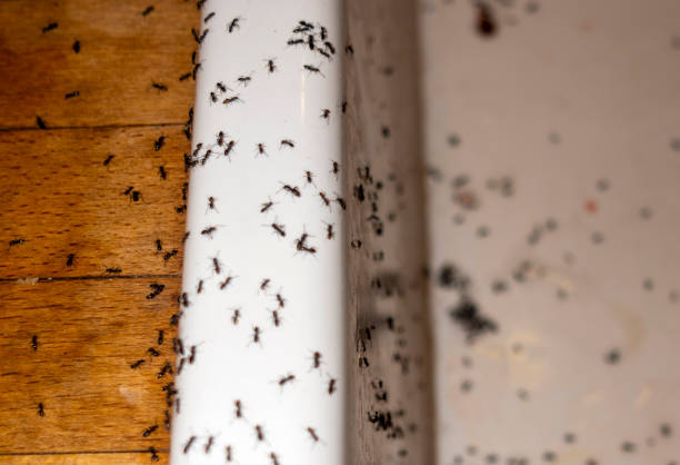 Best Best Pest Control Companies  in Thompson, ND