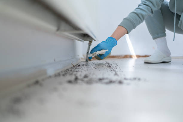 Best Cockroach Control Services  in Thompson, ND